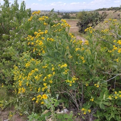 Verbesina sphaerocephala