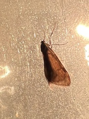 Alsophila pometaria