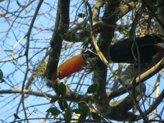Ramphastos toco