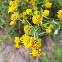 Verbesina sphaerocephala