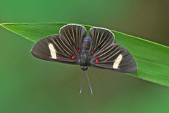 Melanis aegates limbata