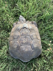 Gopherus berlandieri