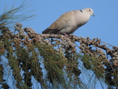 Streptopelia decaocto