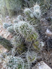 Echinocereus engelmannii fasciculatus