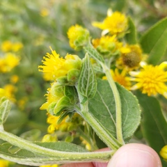 Verbesina sphaerocephala