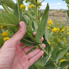 Verbesina sphaerocephala