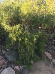 Chilopsis linearis arcuata