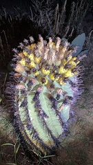 Ferocactus herrerae
