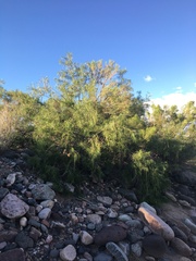 Chilopsis linearis arcuata