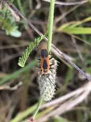 Chauliognathus limbicollis