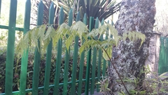 Davallia chaerophylloides