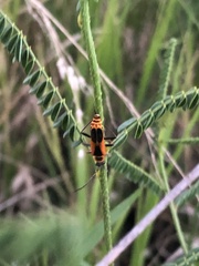 Chauliognathus limbicollis