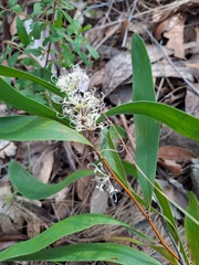 Hakea florulenta