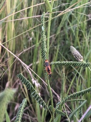 Chauliognathus limbicollis