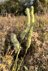 Sanguisorba canadensis