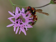 Euodynerus annulatus