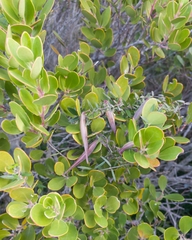 Astephanus triflorus