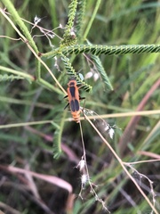 Chauliognathus limbicollis