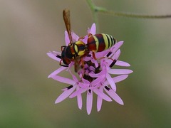 Euodynerus annulatus