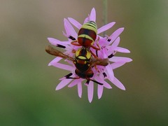 Euodynerus annulatus