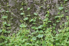 Sicyos baderoa