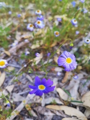 Brachyscome iberidifolia