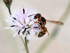 Euodynerus annulatus