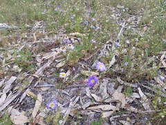 Brachyscome iberidifolia