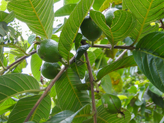 Psidium guajava