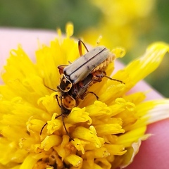 Chauliognathus hieroglyphicus