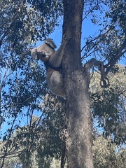 Phascolarctos cinereus victor