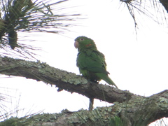 Psittacara leucophthalmus