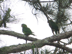 Psittacara leucophthalmus