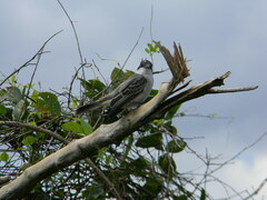 Tyrannus caudifasciatus