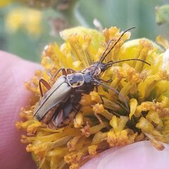 Chauliognathus hieroglyphicus