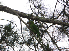 Psittacara leucophthalmus