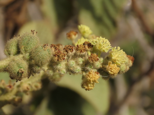 Croton chilensis, photograph 1