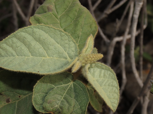Croton chilensis, photograph 2