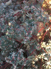 Euphorbia pediculifera