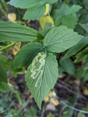 Agromyza vockerothi
