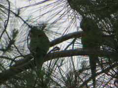 Psittacara leucophthalmus