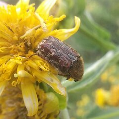 Euphoria leucographa