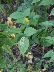 Rubus occidentalis