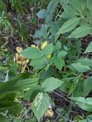 Rubus occidentalis