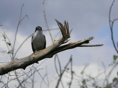 Tyrannus caudifasciatus