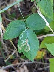 Agromyza vockerothi