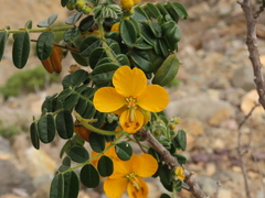 Senna paposana