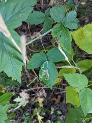 Agromyza vockerothi