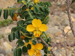 Senna paposana