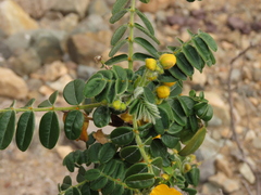 Senna paposana
